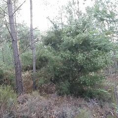 Hakea decurrens physocarpa