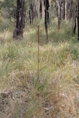 Xanthorrhoea minor minor