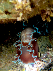 Hydatina physis