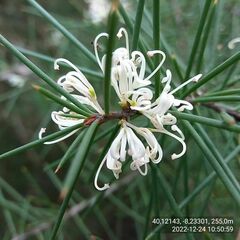 Hakea decurrens physocarpa