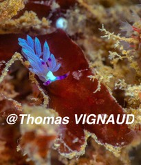 Pteraeolidia semperi