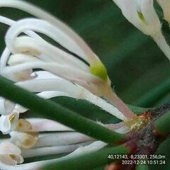 Hakea decurrens physocarpa