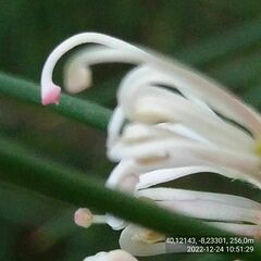 Hakea decurrens physocarpa