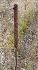 Xanthorrhoea minor minor