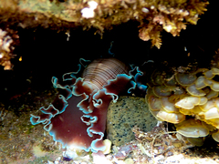 Hydatina physis