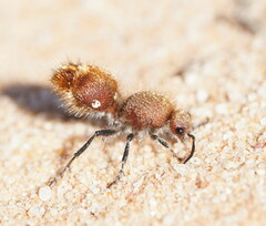 Ephutomorpha ferruginata