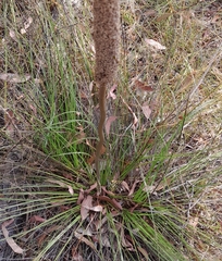 Xanthorrhoea minor minor