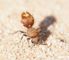 Ephutomorpha ferruginata