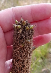 Xanthorrhoea minor minor