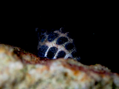 Tenguella marginalba