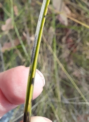 Xanthorrhoea minor minor