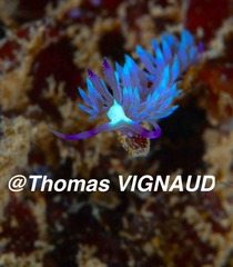 Pteraeolidia semperi