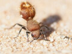 Ephutomorpha ferruginata