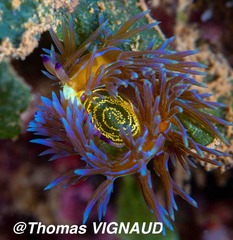 Pteraeolidia semperi