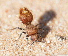 Ephutomorpha ferruginata