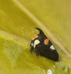 Enchophyllum quinquemaculatum
