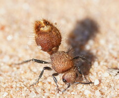 Ephutomorpha ferruginata