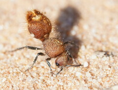Ephutomorpha ferruginata