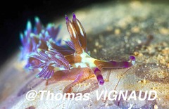 Pteraeolidia semperi