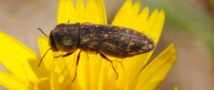 Acmaeoderini