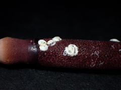 Phyllacanthus parvispinus