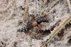 Staphylinus erythropterus