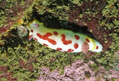 Goniobranchus splendidus