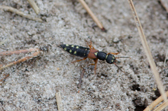 Staphylinus erythropterus