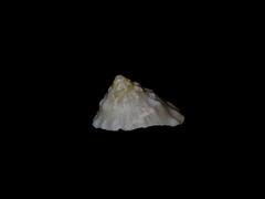 Astralium tentoriiforme