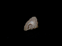 Astralium tentoriiforme