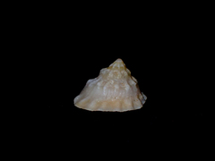Astralium tentoriiforme