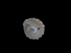Astralium tentoriiforme