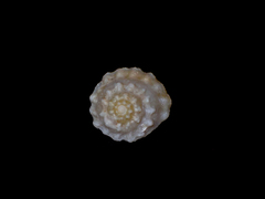 Astralium tentoriiforme