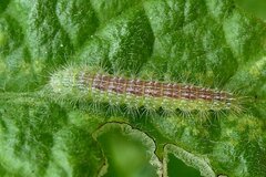 Oidaematophorus lithodactyla