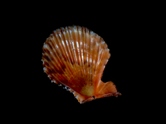 Scaeochlamys livida