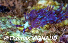 Pteraeolidia semperi