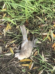 Streptopelia decaocto