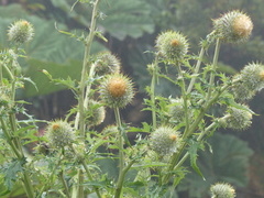Cirsium subcoriaceum image
