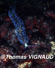 Pteraeolidia semperi