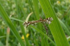 Oxyptilus pilosellae