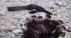 Solenostomus cyanopterus