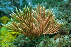 Sphaerokodisis australis