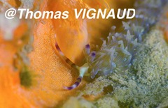 Pteraeolidia semperi