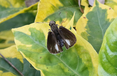 Notocrypta feisthamelii