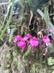 Comparettia falcata