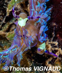 Pteraeolidia semperi