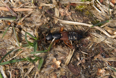 Staphylinus erythropterus