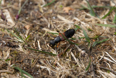 Staphylinus erythropterus