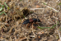 Staphylinus erythropterus