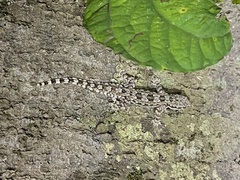 Hemidactylus platyurus